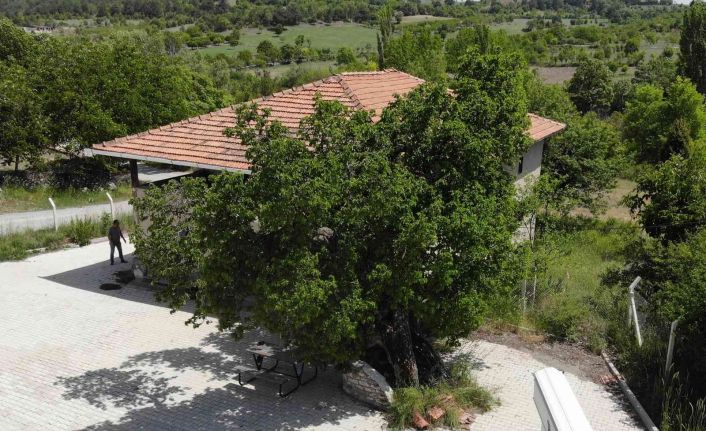 Tam bin yaşında... Şifa bulmak isteyen meyvesine yoğun talep gösteriyor