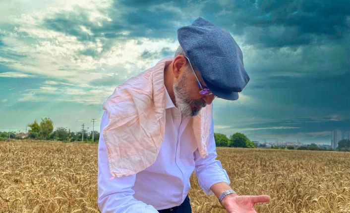 Tarsus’ta belediye arazilerine ekilen buğdaylar hasat edildi