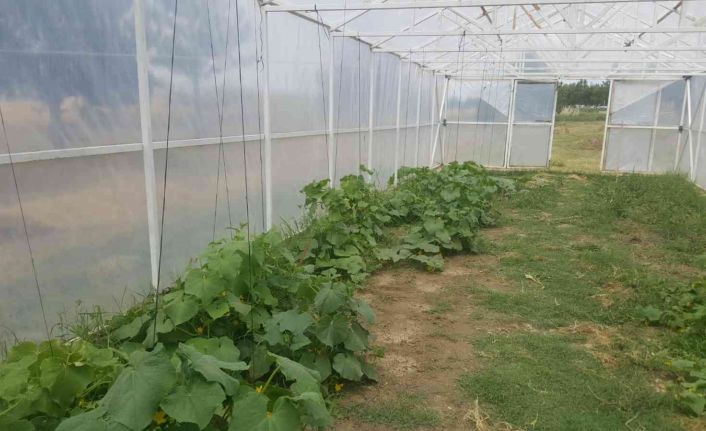 Tekirdağ’da öğrenciler organik sebze ve meyve yetiştiriyor