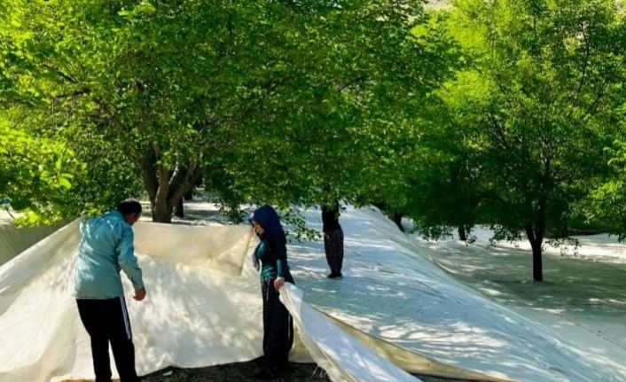 Tescilli Ulukale dutunda çalışmalar başladı