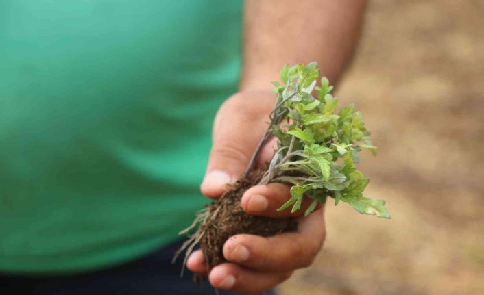 Toroslar Belediyesi, ata tohumlarını koruma altına aldı