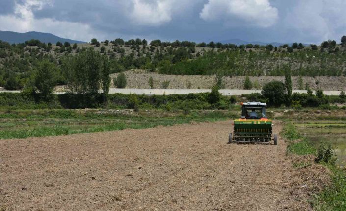 ’Tosya pirinci’ damlama sulama yöntemi ile yetişecek