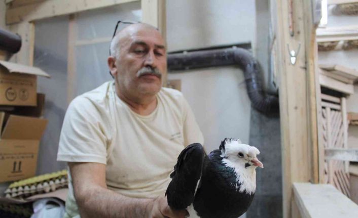 Türk fısıldayıcısı olarak kayıtlara geçen Bayburt güvercini ilgi çekmeye devam ediyor