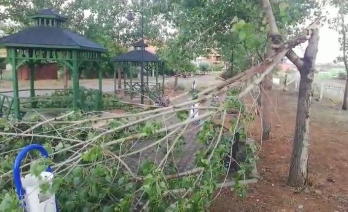 Uşak’ta şiddetli fırtına parktaki ağaçları devirdi
