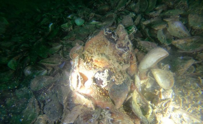 Yalova’da deniz polisi ender rastlanan ahtapot türünü görüntüledi