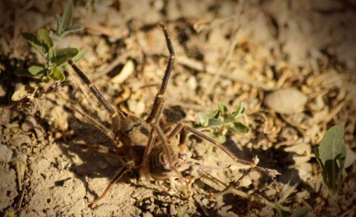 Yüksekova’da et yiyen ’Sarıkız’ örümceği görüntülendi