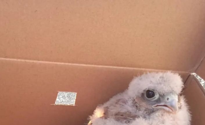 Yuvadan düşerek yaralanan yavru kerkenez ve yavru kargalar tedavi altına alındı