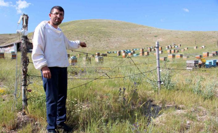 Zekası ile ayıları yendi