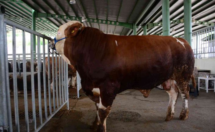 1 ton 100 kiloyla pazarın gözdesi olan Paşa, 60 bin TL’ye satıldı