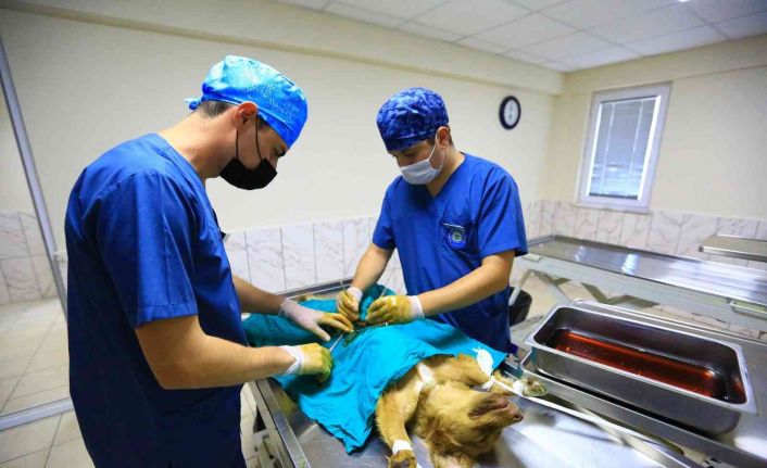 26 Bin 529 hayvanı tedavi edildi