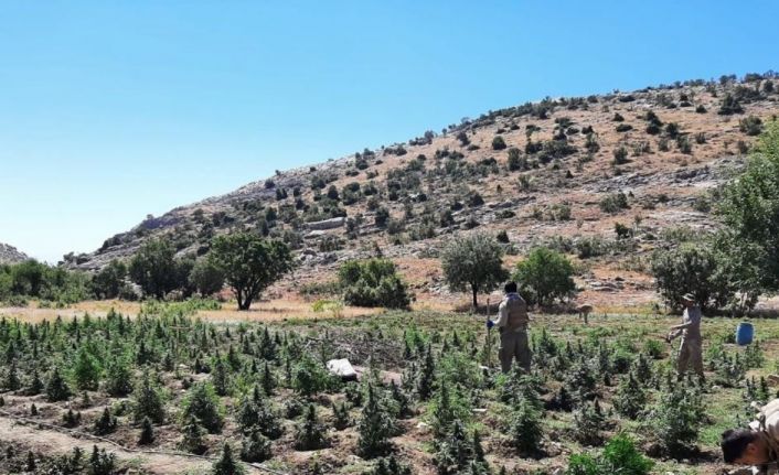 51 noktada gerçekleştirilen operasyonda 665 bin 736 kök kenevir ele geçirildi