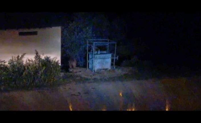 Aç kalan ayılar ilçe merkezine indi, çöpten karnını doyurdu