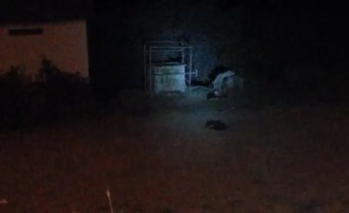 Aç kalan ayılar ilçe merkezine indi, köpekleri kovalayıp çöpten karnını doyurdu