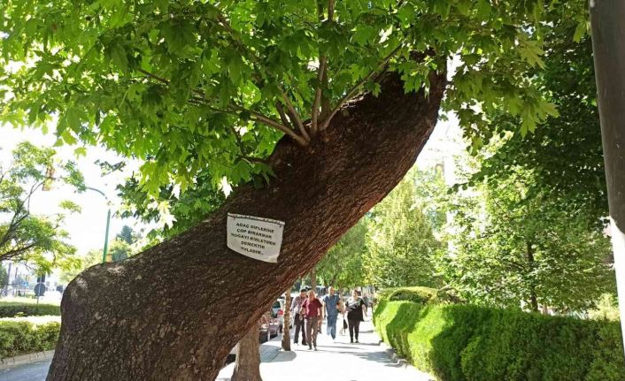 Ağaçlara asılan notlarla doğaya, canlıya saygı ve çevre kirliliğine dikkat çekildi