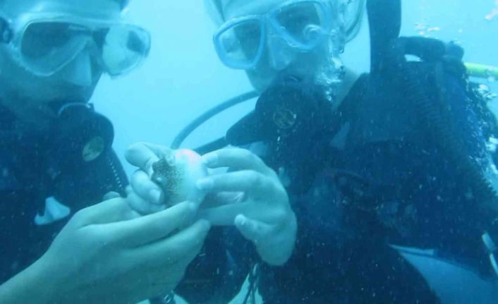 Antalya’da deniz suyu sıcaklığı arttı, balon balıklarının ‘şirinler’ sürüsü kıyıyı işgal etti