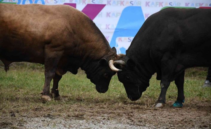 Artvin’de düzenlenen Kafkasör Boğa Güreşleri renkli görüntülere sahne oldu