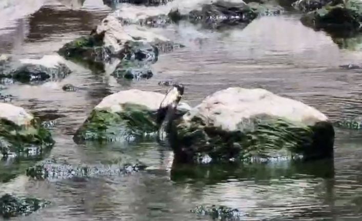 Artvin’de yılanın balık avı görüntülendi