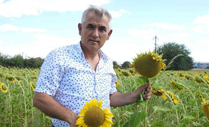 Ayçiçeği hasadına haftalar kala Prof. Dr. Kaya, "Yeşil ot canavarı" diyerek büyük tehlikeye ve verim kaybına dikkat çekti