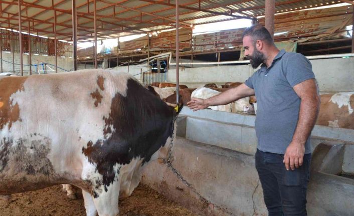 Batman’da 55 bin liraya satılacak 1 tonluk kurbanlık pazarda yerini aldı