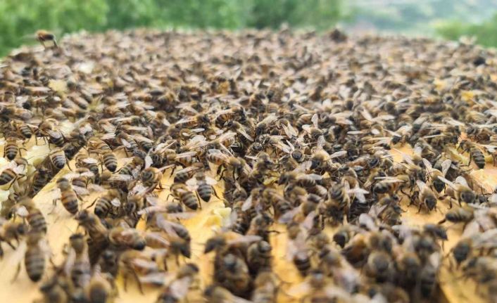 ’Bingöl bal arısı’ ile hem arı ölümlerinin önüne geçilecek hem de kalite artacak