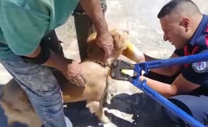 Biri direğe bağlı, diğeri kuyuda mahsur kalan köpekleri itfaiye kurtardı