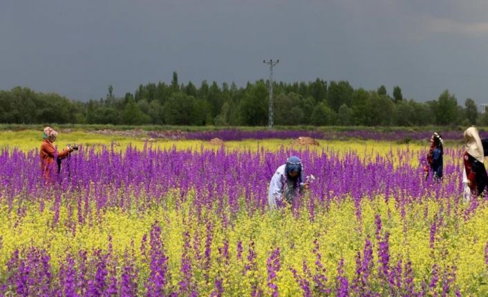 Bozkır’da açan çiçekler Bayburt’a renk kattı