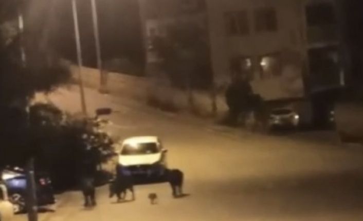 Bursa’da aç kalan domuzlar şehir merkezine indi