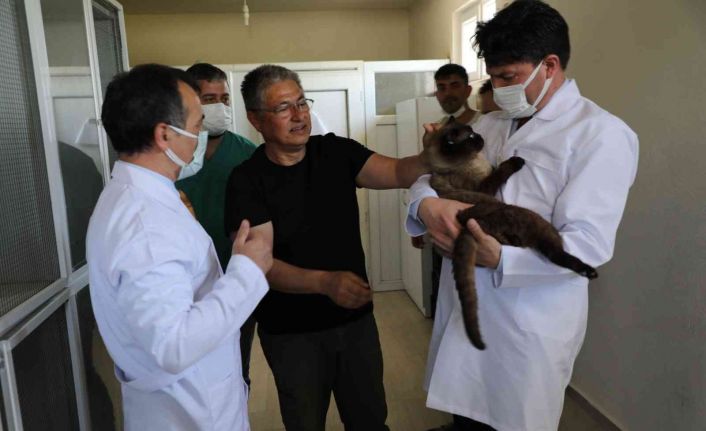 Can dostları sahiplerinin dikkatine