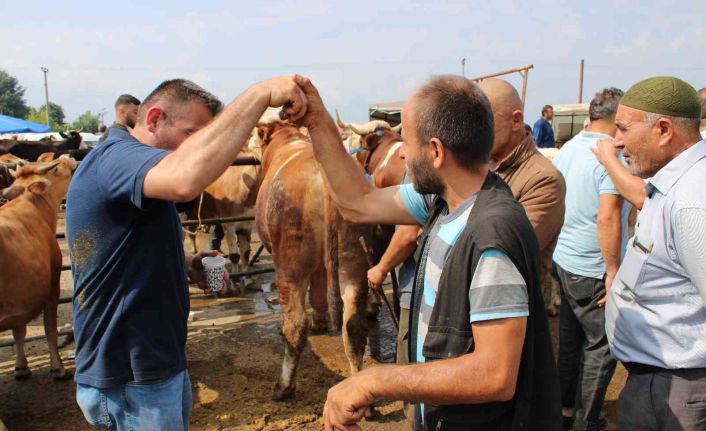 Canlı hayvan pazarında Kurban Bayramı öncesi yoğunluk arttı