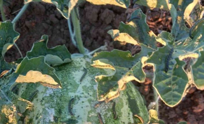 Çayır tırtılında mücadele zamanı