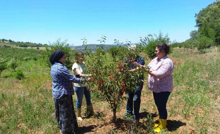 Coğrafi İşaret tescilli Şaphane vişnesinden numune alma çalışmaları