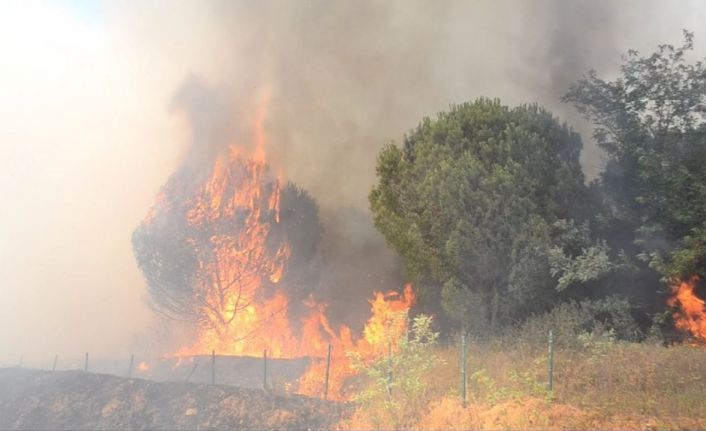 Çorlu’da ormanlık alan ve anız alev alev yandı