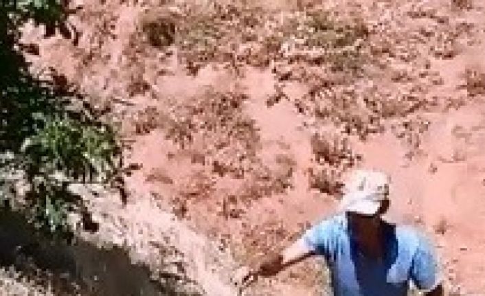 Dağda bulduğu 3 metrelik yılanı önce sevdi, sonra tekrar doğaya bıraktı