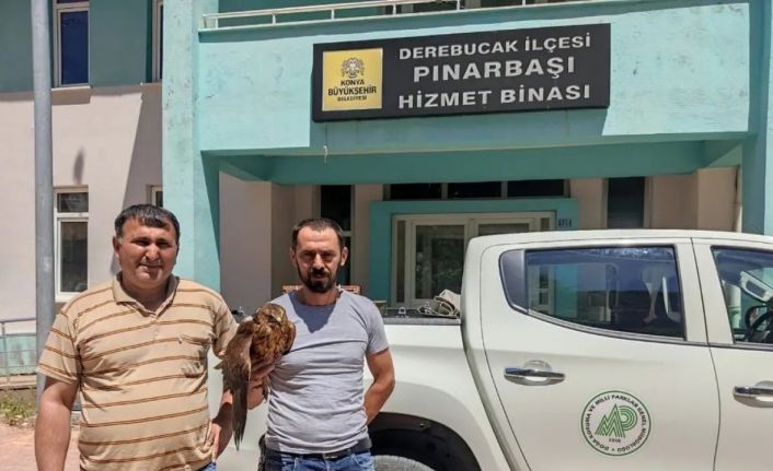 Derebucak’ta yaralı bulunan kızıl şahin koruma altına alındı