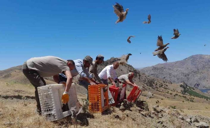 Elazığ’da yüzlerce keklik doğayla buluştu