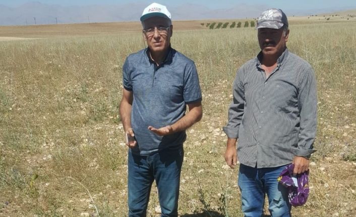 Elbistan’da ilk kez ekildi: Susuz yetişiyor, kilosu 100 liradan satılıyor
