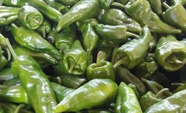 Emcelli biberinin dikimi giderek azalıyor