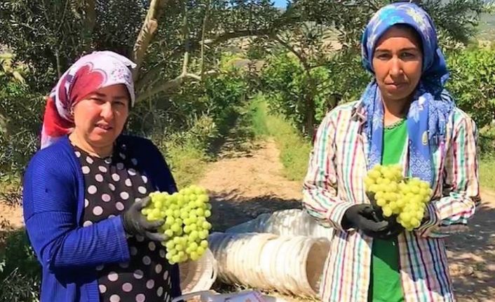 Erkenci üzüm üreticisinin yüzünü güldürdü