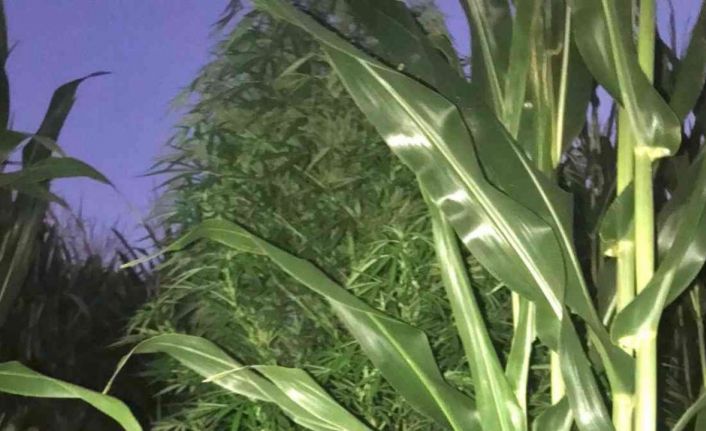 Evinde esrar, mısır tarlasında kenevir ele geçirildi