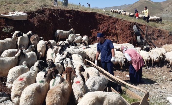 Hakkari’de kurbanlıklar sağlık taramasından geçirildi