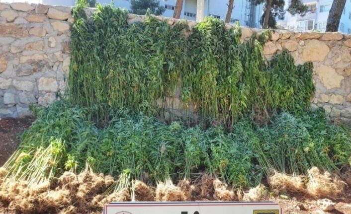 Hatay’da 15 bin 750 kök kenevir bitkisi ele geçirildi