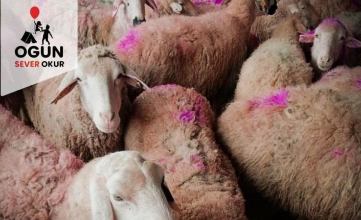 Hayırsever Okur, ihtiyaç sahipleri için kurban bağışı topluyor