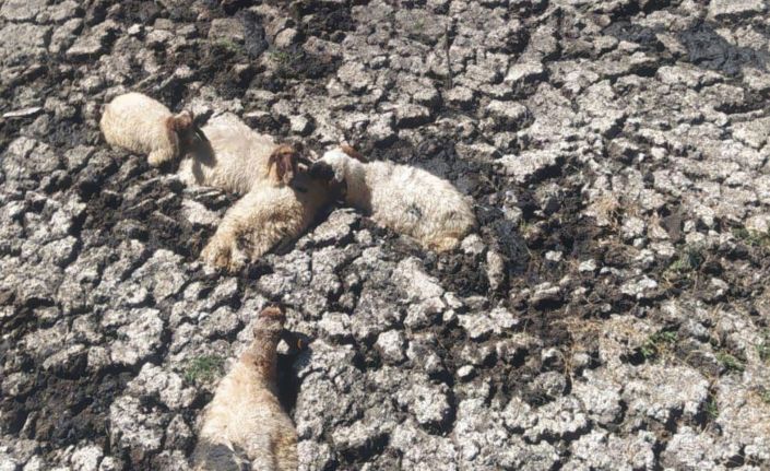 Kahta’da bataklığa saplanan koyunlar kurtarıldı
