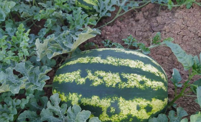 Kandıra karpuzu festivalle tanıtılacak