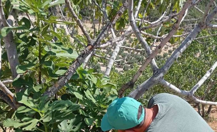 Karacasu’da ’teke böceği’ alarmı sürüyor