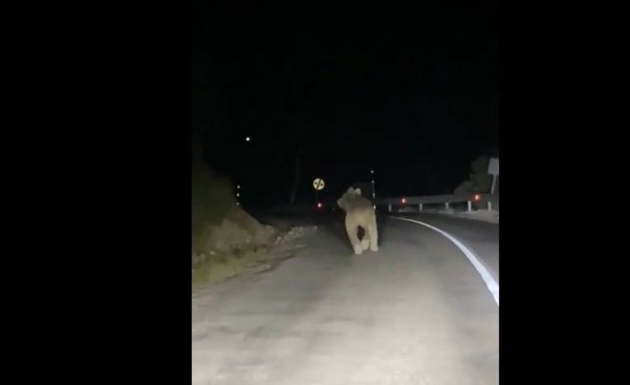 Kemaliye’de boz ayı yola indi