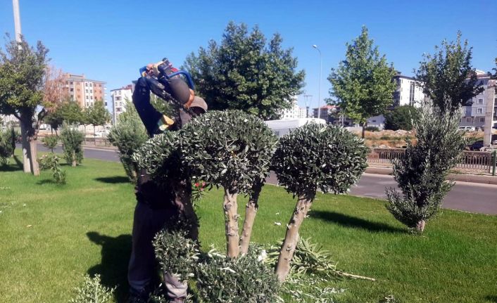 Kilis’te ağaçlara şekil veriliyor