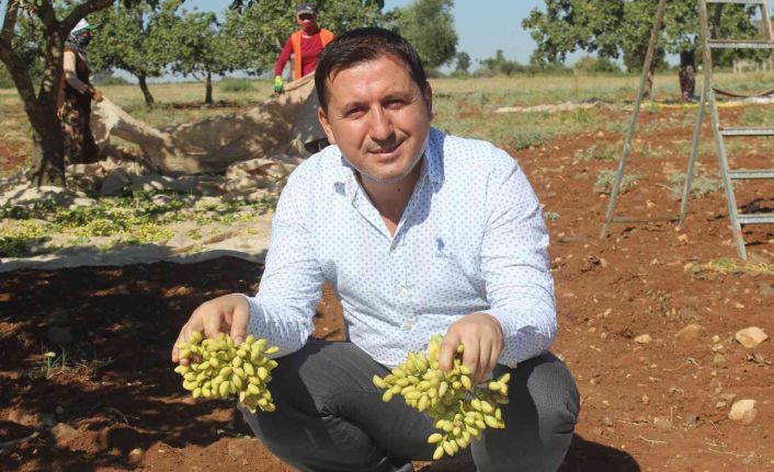 Kilis’te ’Boz’ fıstık hasadı başladı