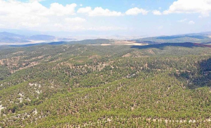 Kilis’te orman denetimi