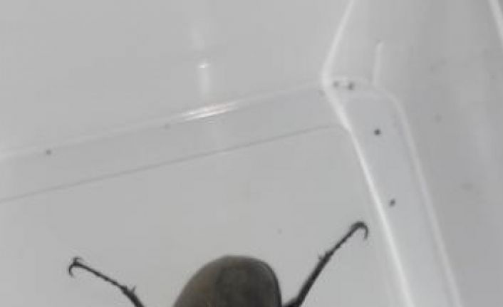 ’Kırmızı liste’de yer alan geyik böceği görüntülendi